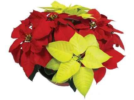 Mikulásvirág tál*