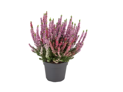 Calluna vulgaris 2 kleurig