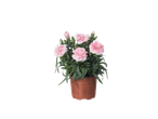 Een gepotte plant met roze anjers.