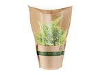 A potted fern in a biodegradable paper sleeve, labeled 'Healthy and Purifying'.