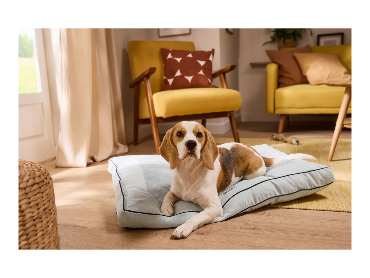 Beagle dog lying on a light blue dog bed in a living room with yellow armchairs.