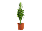 Een Euphorbia-cactusplant in een bruine pot.
