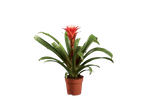 Bromélia vermelha em vaso.