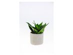 Small green snake plant in a round grey concrete pot on a white background.