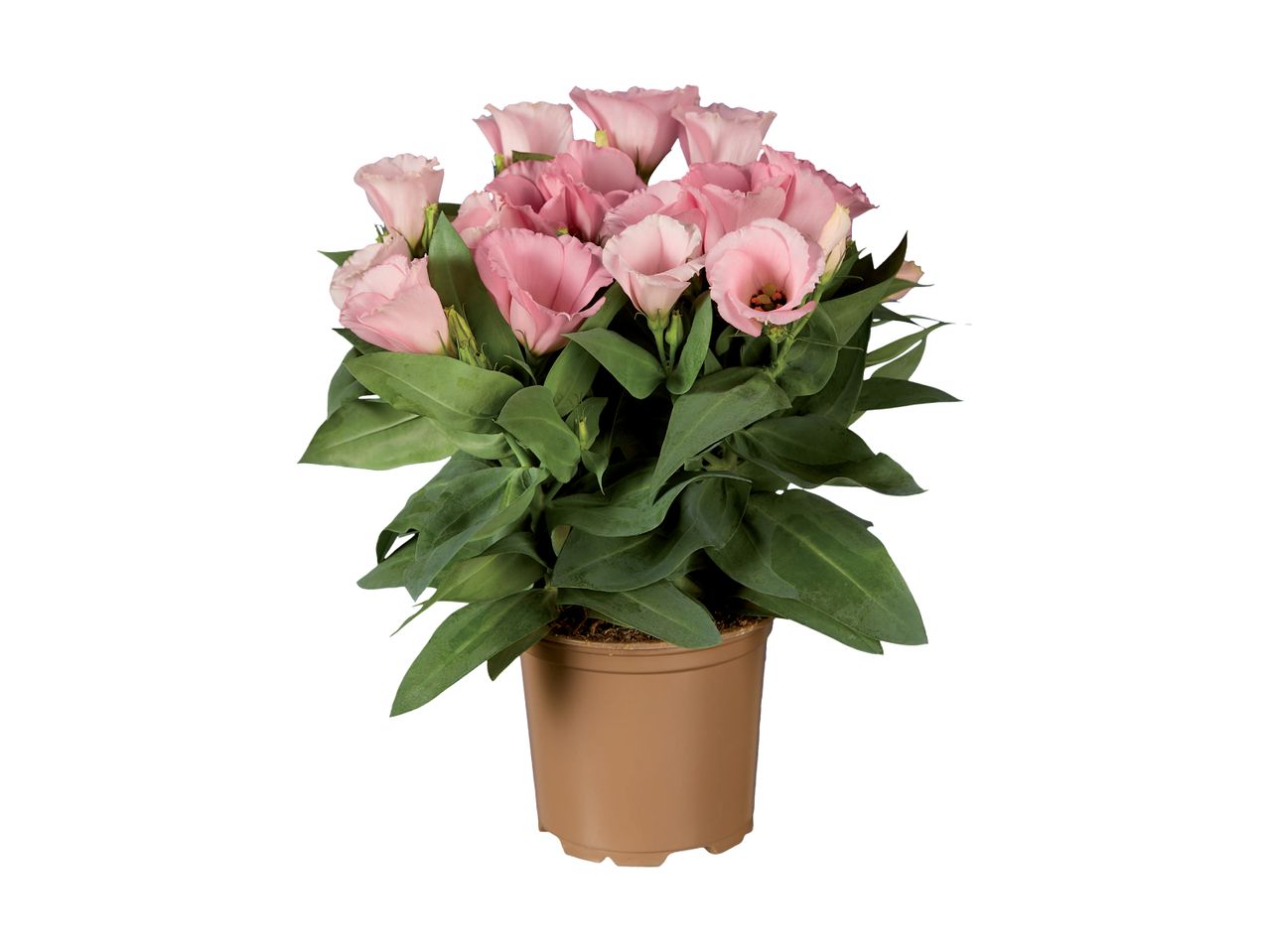 A potted Lisianthus plant with light pink flowers.