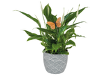 Plantă de pace într-un ghiveci gri cu fluture decorativ.