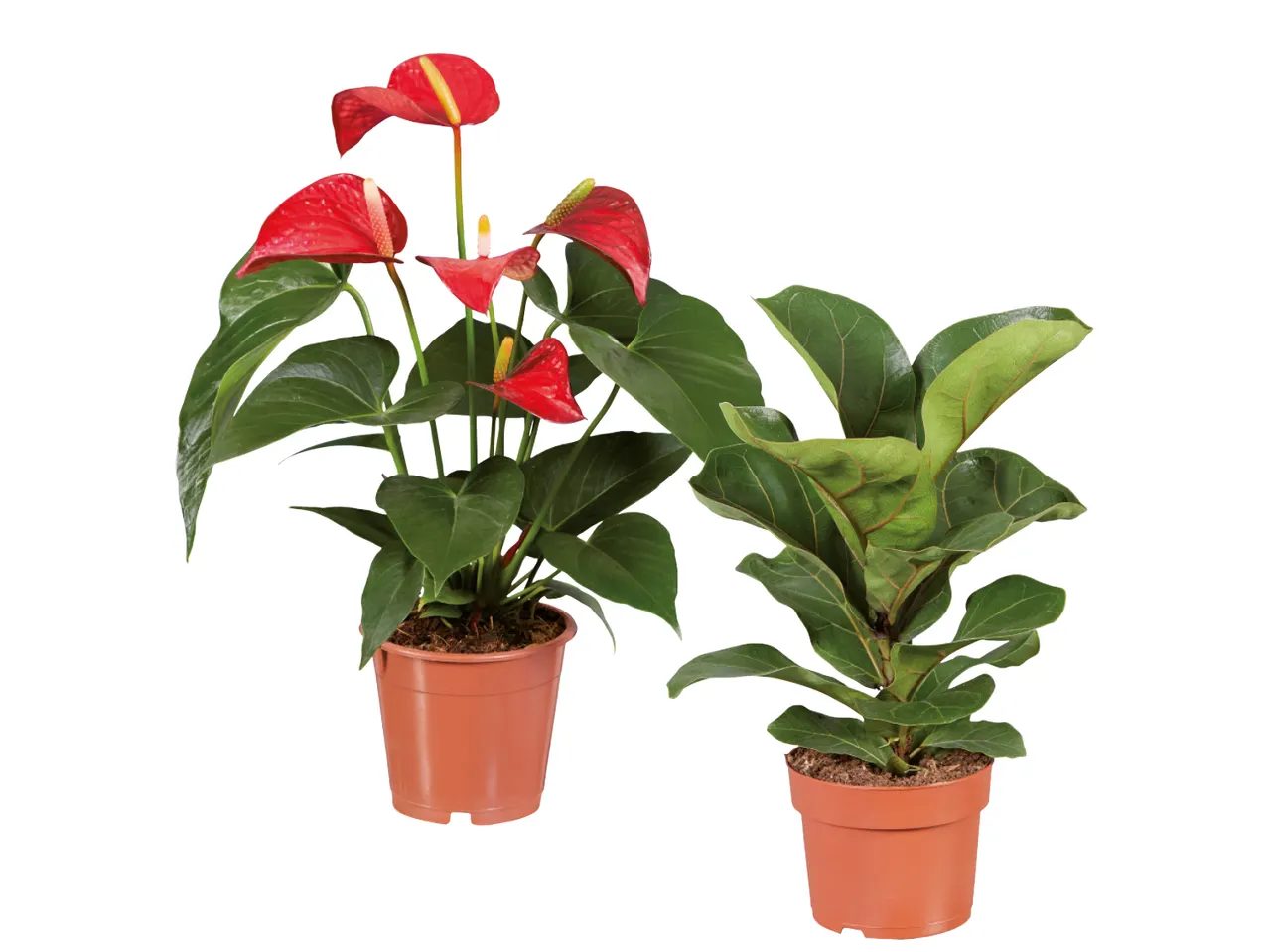 Due piante in vaso: una anthurium rosso e una ficus lyrata.