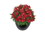 Red alstroemeria flowers in a black pot.