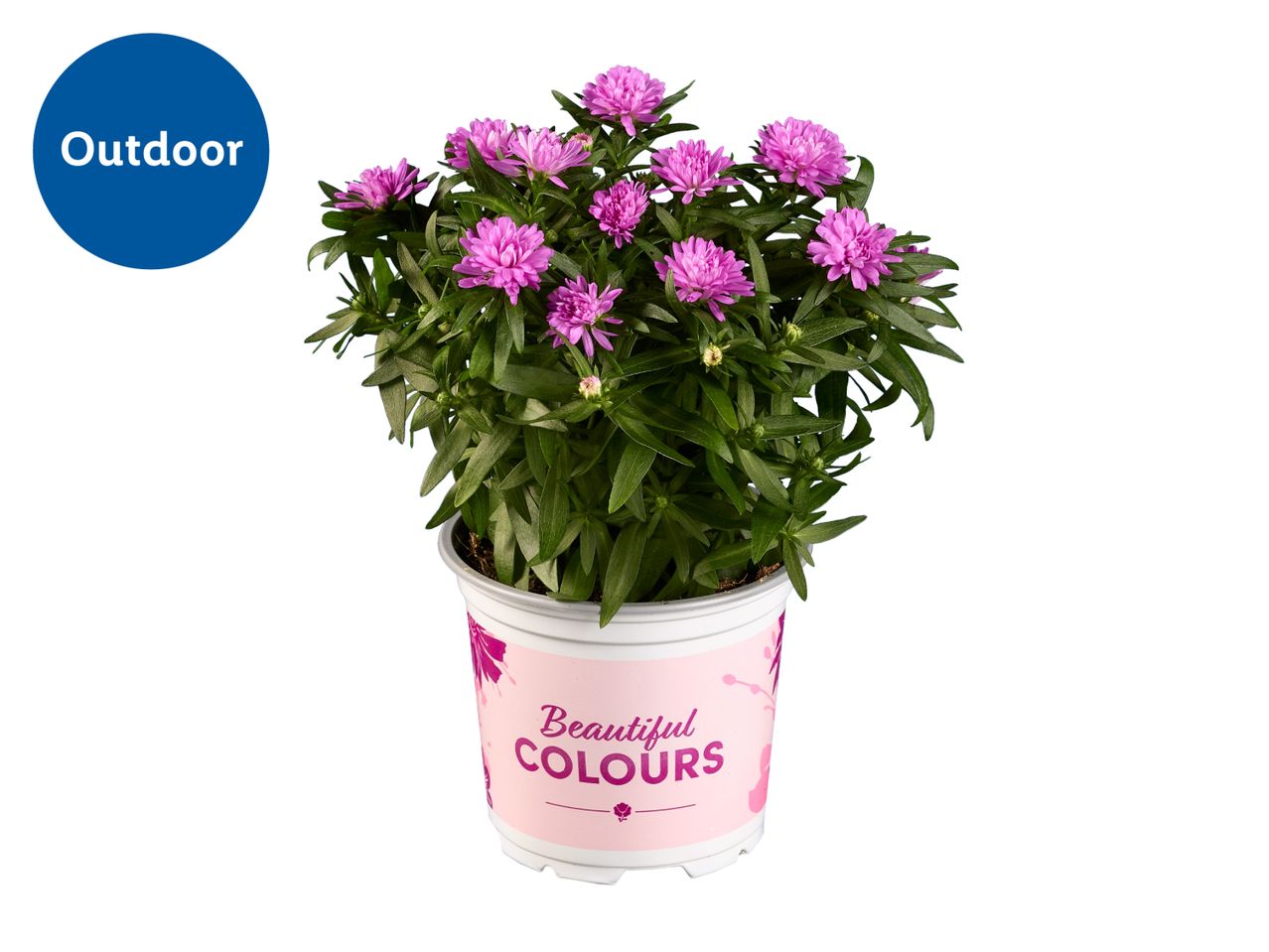 Potted pink aster flowers with green leaves, labeled 'Outdoor' and 'Beautiful Colours'.