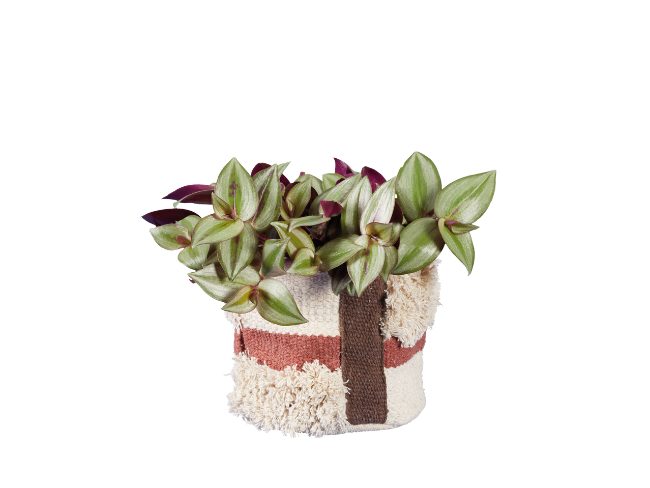 A cozy indoor plant in a decorative woven pot with green and purple leaves.