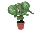 Rastlina Calathea Ornata v terakota loncu.