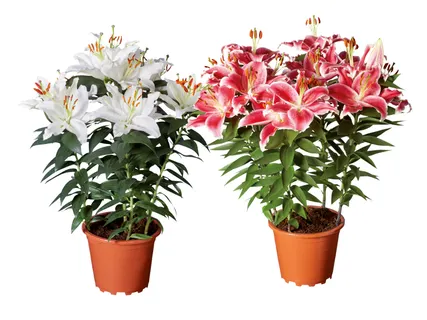 Lilien orientalisch