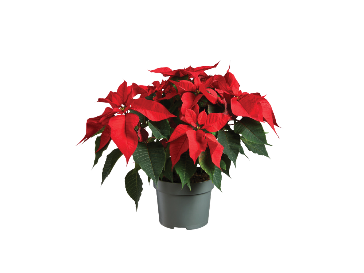 Raudona puansetija pilkame vazone