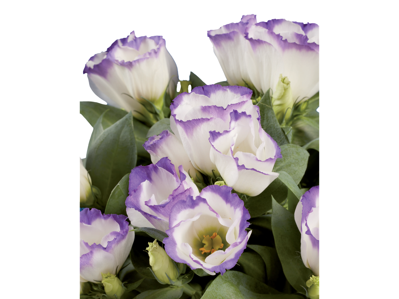 Buquê de Lisianthus branco e roxo.