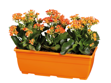 Jardinière de kalanchoé