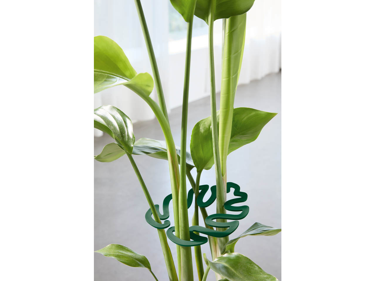 Clips de support verts pour plantes sur une plante d'intérieur à grandes feuilles.