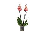 En smuk, lyserød phalaenopsis orkide i en plastikpotte.