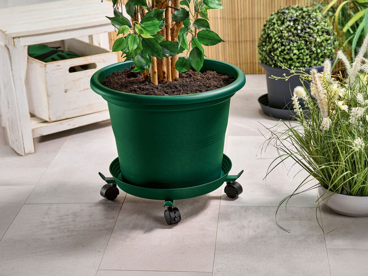 A large green potted plant on a wheeled caddy, with other plants and gardening items nearby.