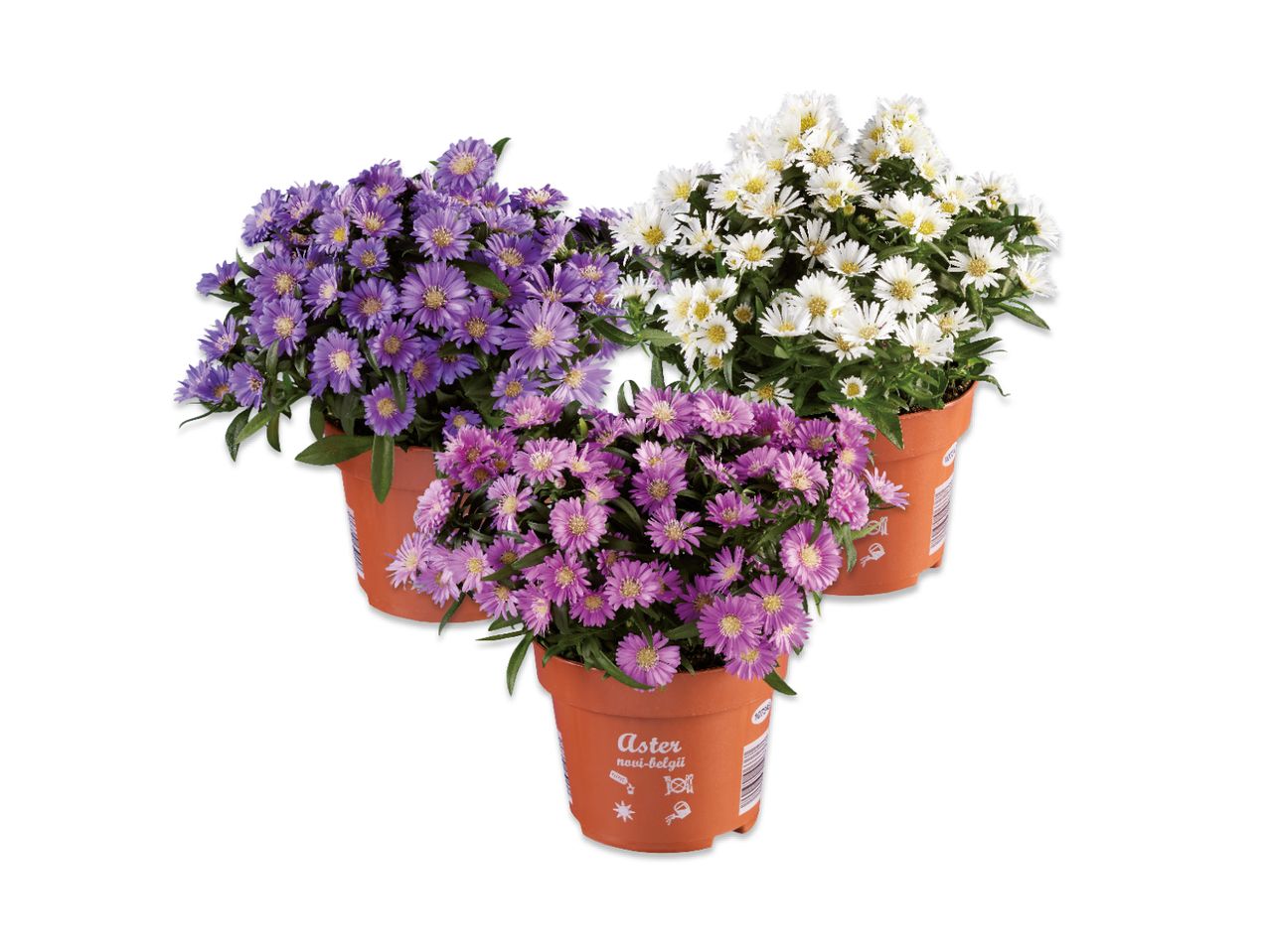 Tre vasi di fiori di aster, due viola e uno bianco.