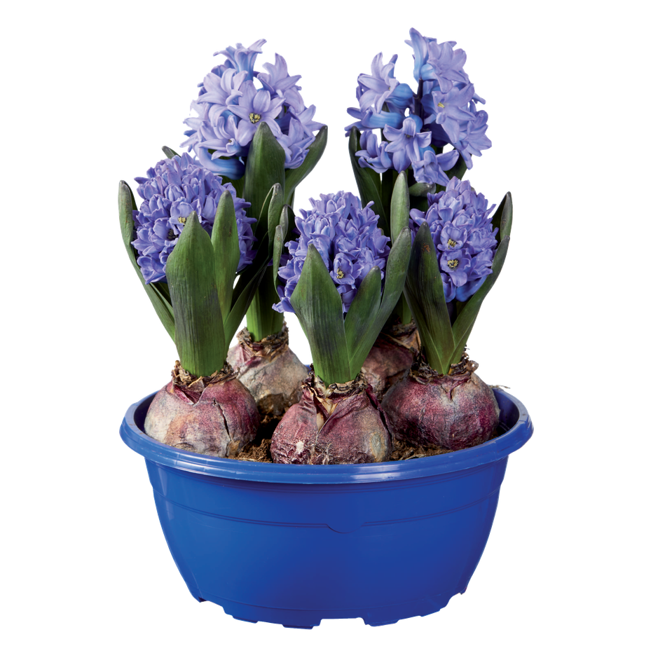 Blue hyacinth bulb planter with five purple hyacinths in bloom