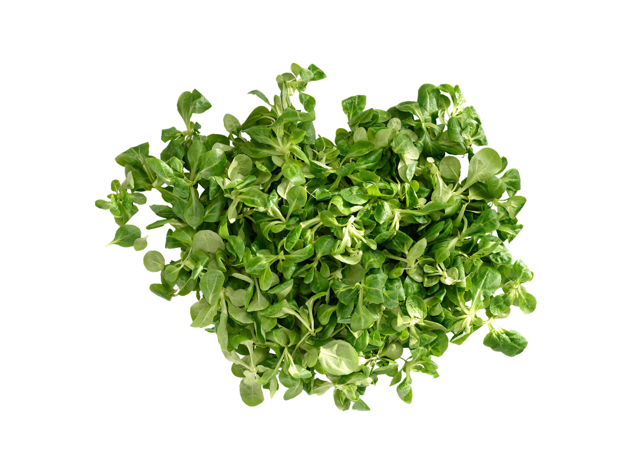 Svježa zelena matovilac salata na crnoj pozadini.