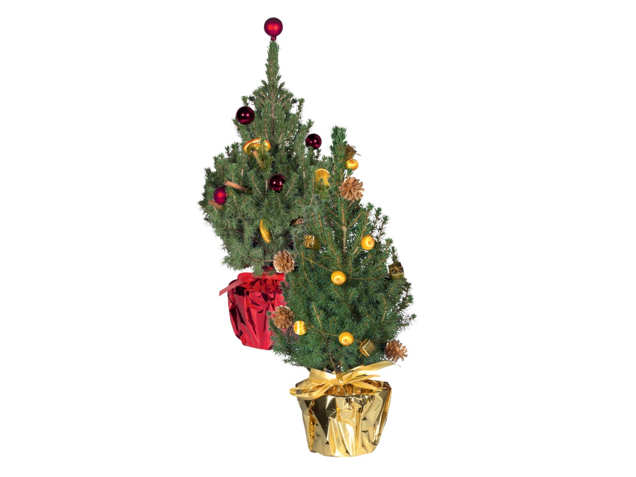 Divas dekorētas Ziemassvētku eglītes ar sarkanām un zelta bumbiņām, čiekuriem un dāvanām.