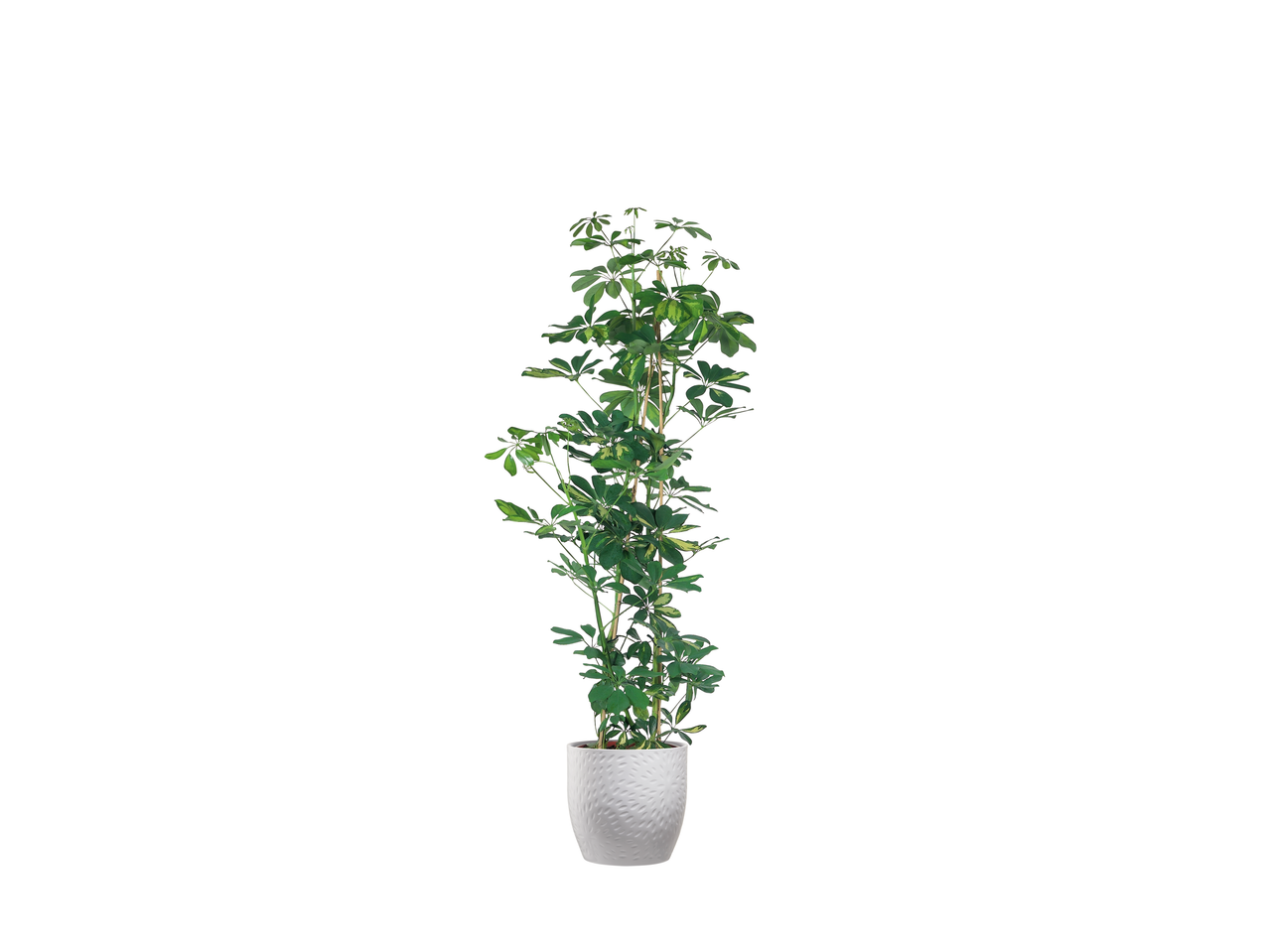 Planta Schefflera arboricola em vaso branco.