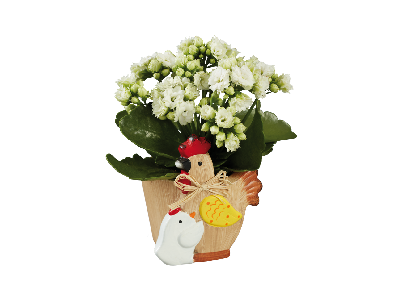 Kalanchoe albă într-un ghiveci în formă de găină.