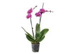 Two-stemmed orchid plant with vibrant pink flowers in a clear pot