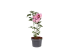 Roze hibiscusplant in een grijze pot.