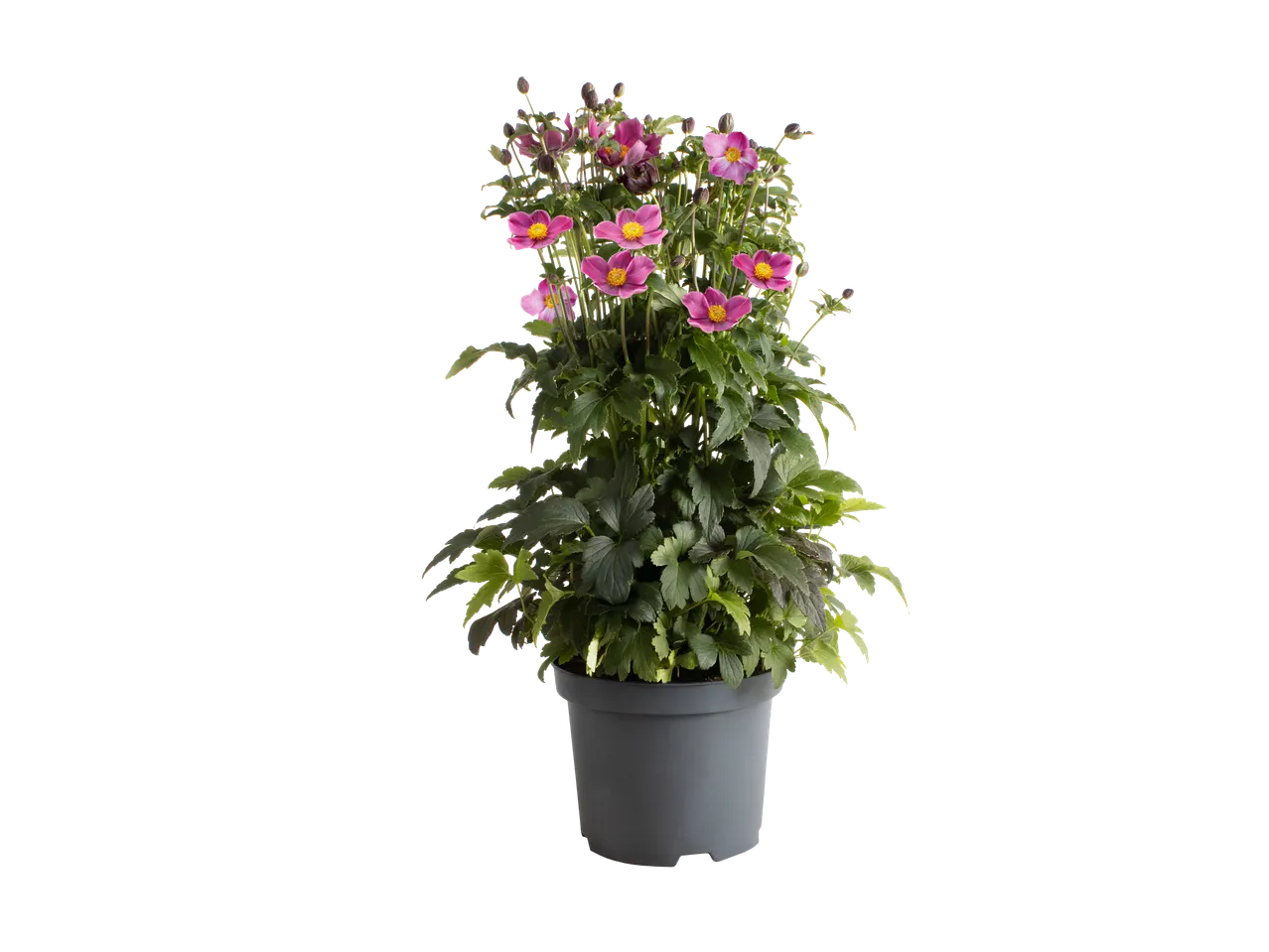 Pot-herfstanemoon met levendige roze bloemen en groen blad