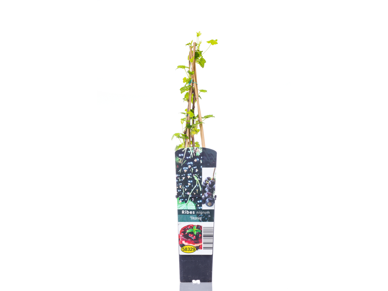 Potted Ribes nigrum 'Titania' (blackcurrant) bush with green leaves and a label showing berries.