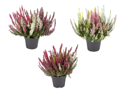 Kolmivärinen calluna 3 kpl