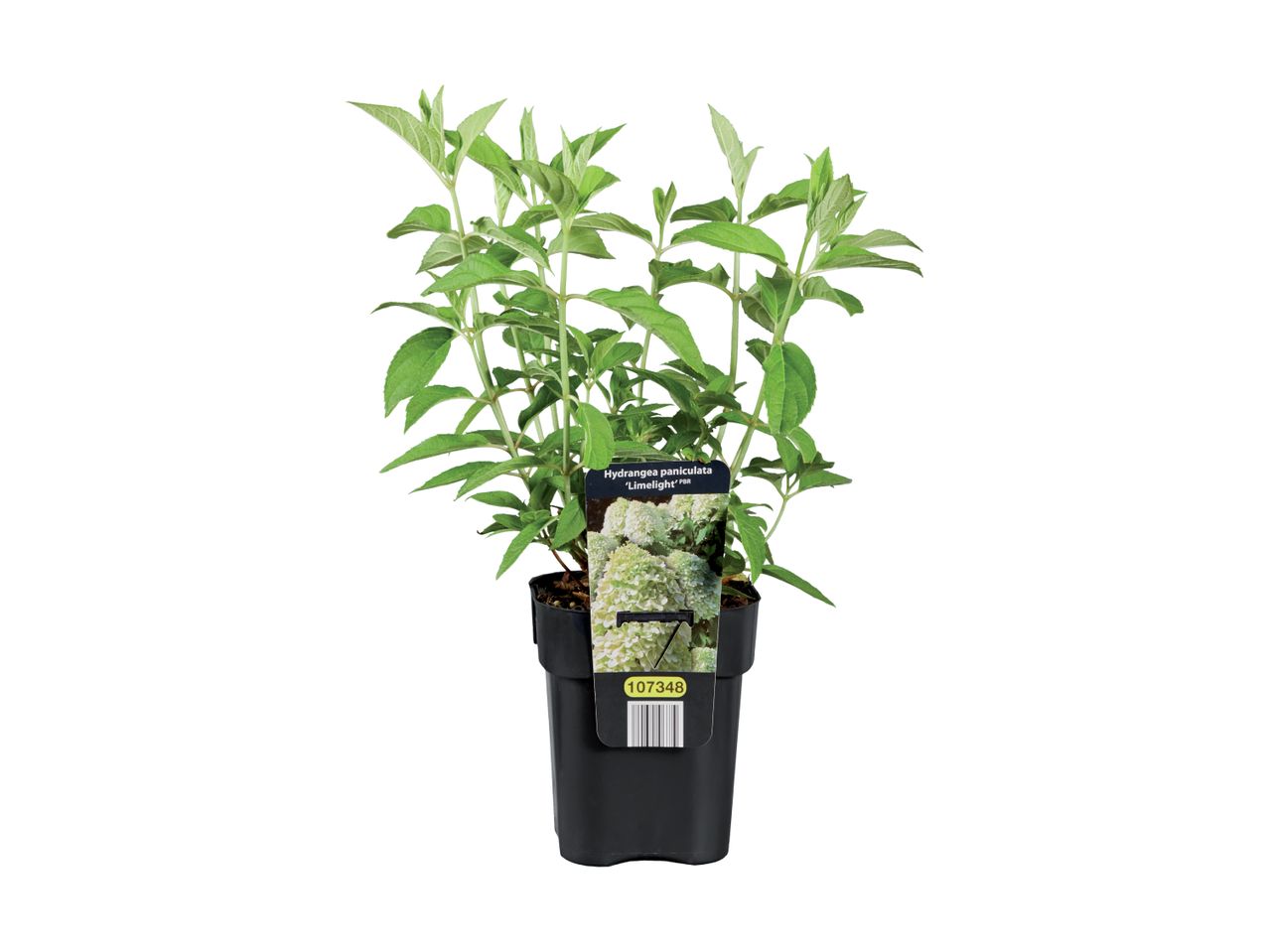 A potted Buddleja plant, ready for planting.