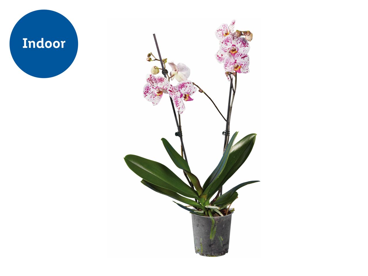 A pink Phalaenopsis orchid in a gray pot.