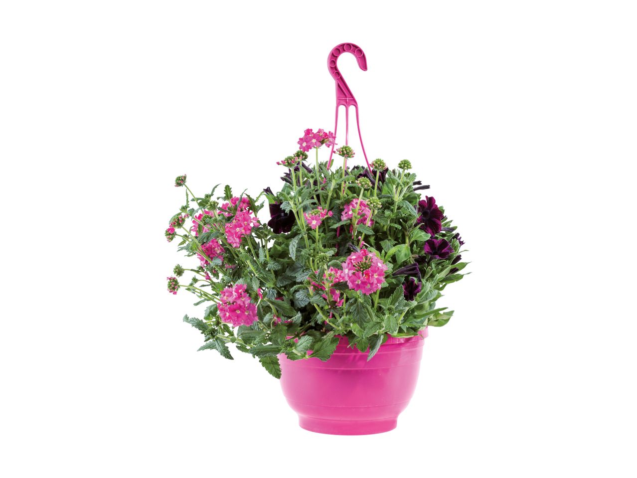 Hængende potte med lyserøde og mørke blomster.