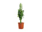 Tall green cactus plant in a brown pot.