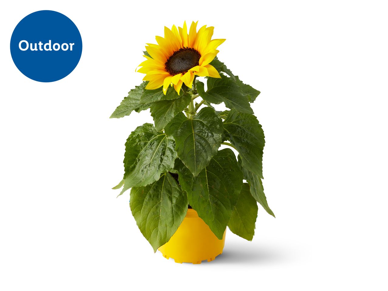 Potted sunflower with green leaves in a yellow pot, labeled 'Outdoor'