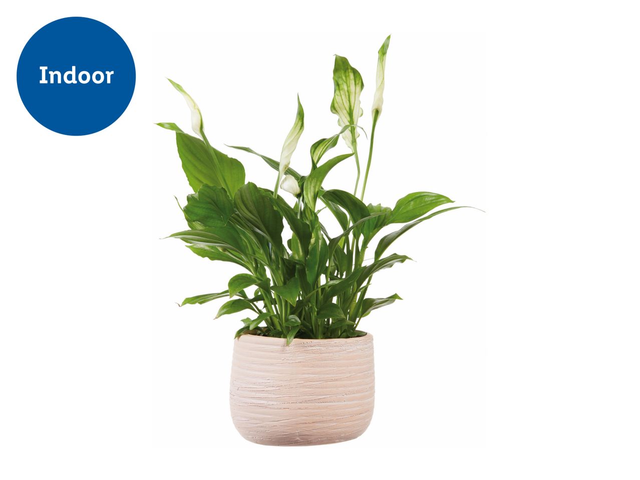 Indoor peace lily plant in a textured pot.