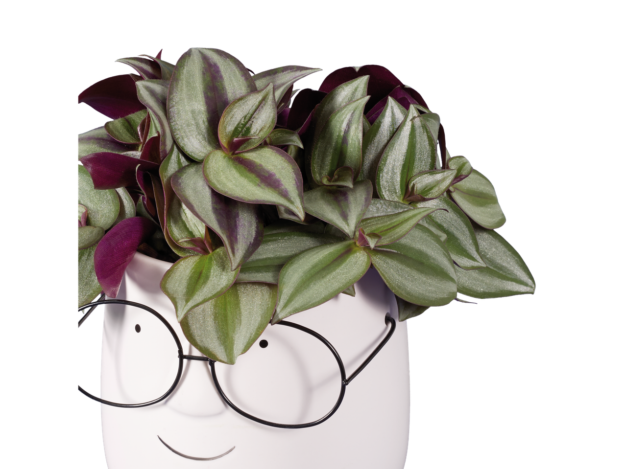 Planta Tradescantia em vaso com formato de rosto e óculos.