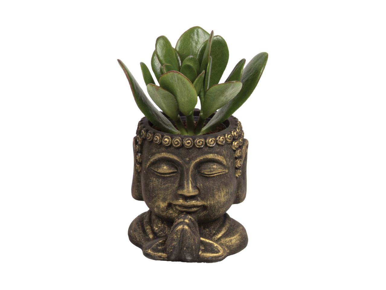 En jadeplante i en Buddha-formet potte.