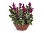 Een pot met paarse celosia bloemen en groene bladeren op een zwarte achtergrond.