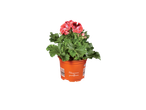 Pelargonium grandiflorum in een oranje pot.