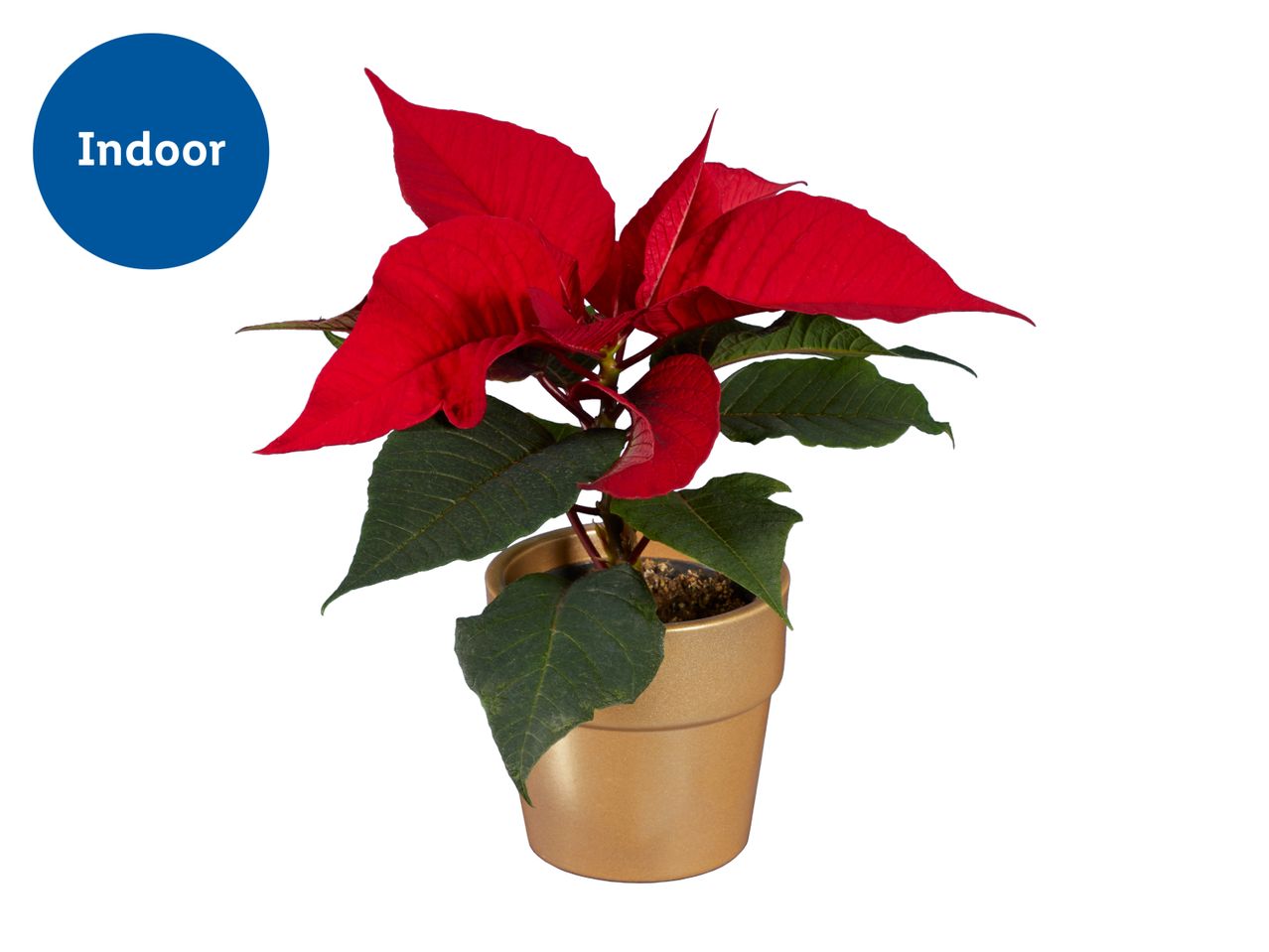 Poinsettia plant in a golden pot with an 'Indoor' label
