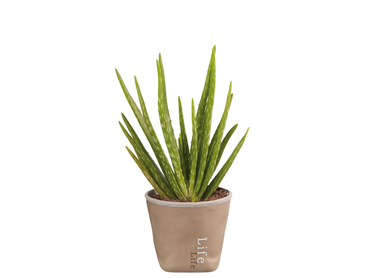 Aloe vera plant in a beige pot with "Life" written on it.