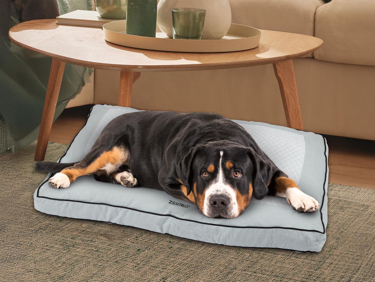 Fekete-barna kutya fekszik egy világosszürke Zoofari kutyaágyon egy fa dohányzóasztal alatt.