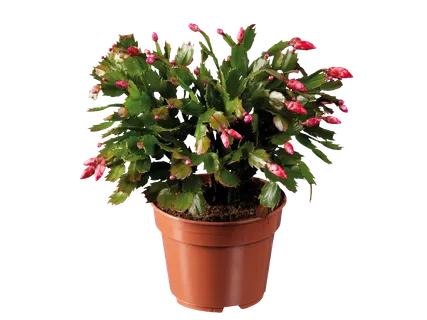 Kalėdinis kaktusas XXL