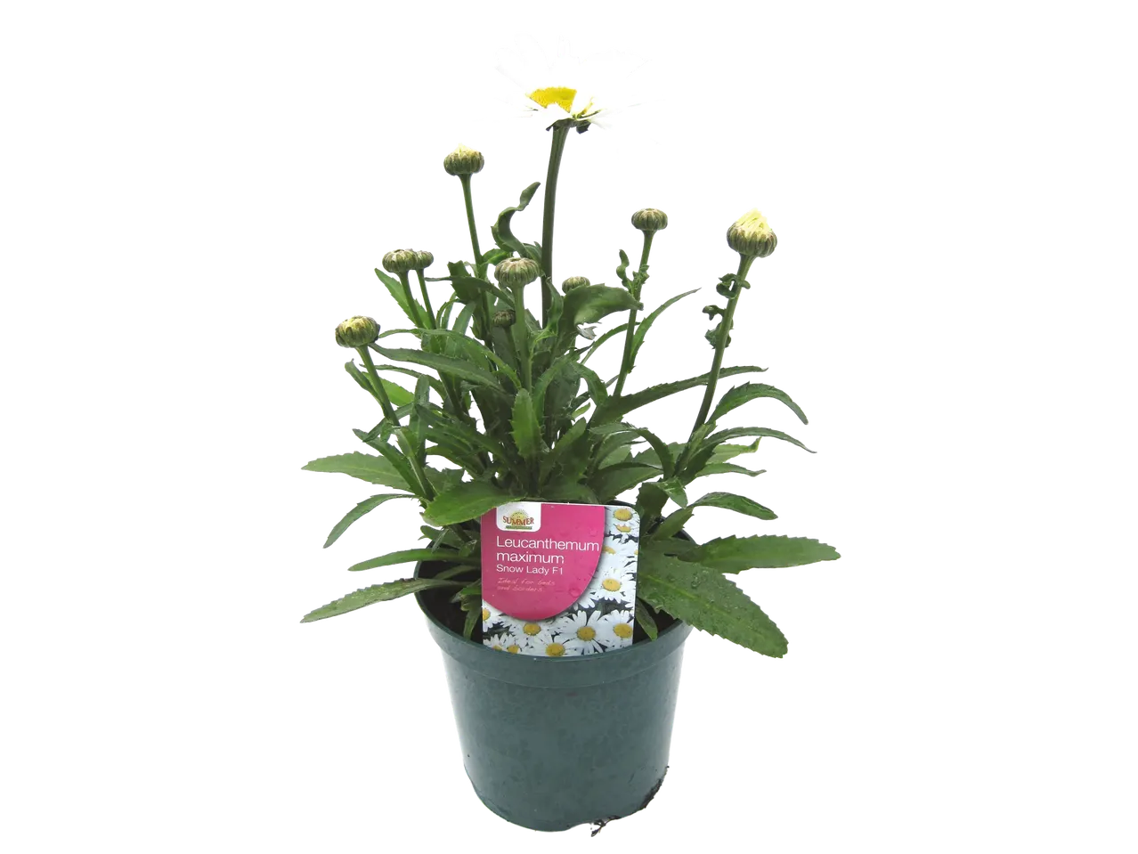 Leucanthemum maximum 'Snow Lady F1' in a pot.