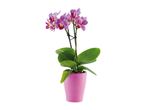 Pink orchid plant in a pink pot.