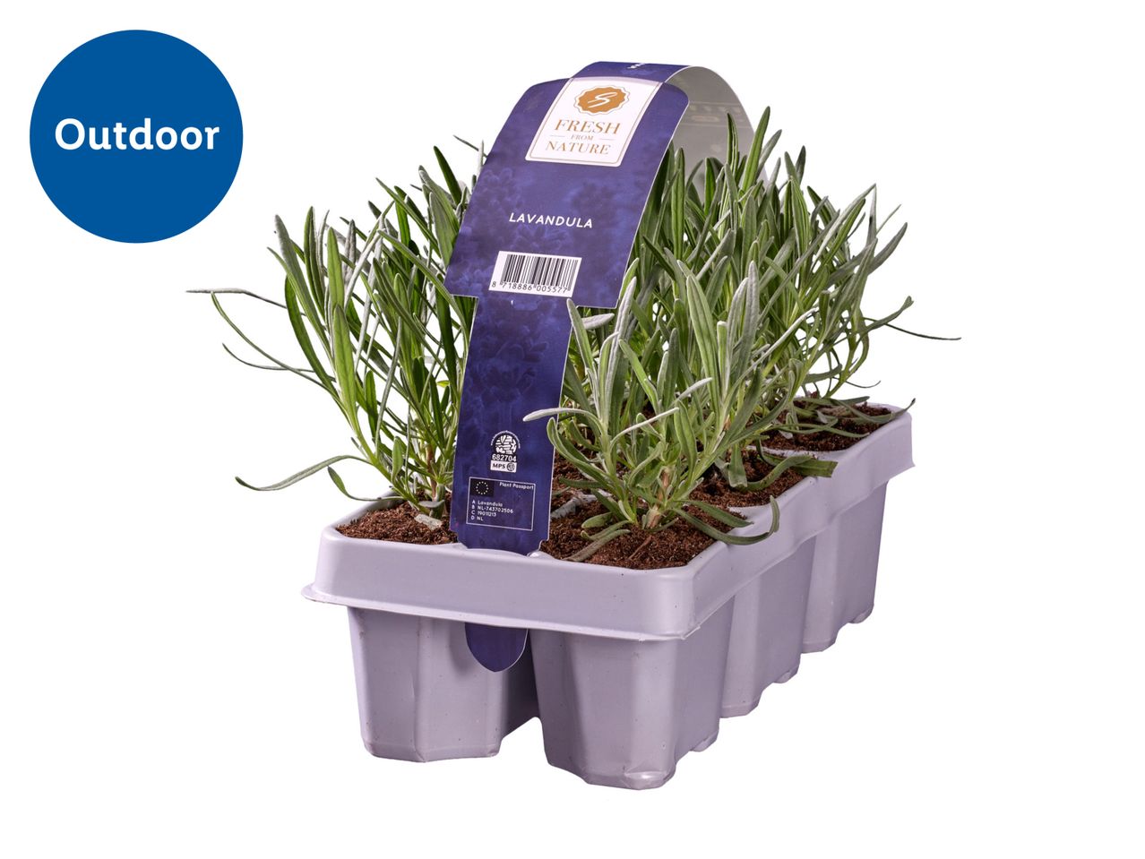 Lavender plants in a gray multi-cell pot from Outdoort.